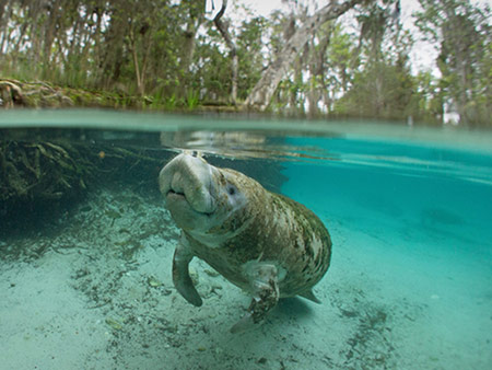 Crystal River Preserve State Park